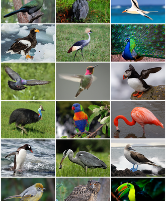 Backyard Bird Flu Cases Expose a Surveillance Gap Big Farms Benefit From.