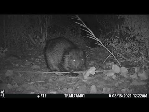 Pixar Hoppers Hires Real Scientists Because Climate Stories Need Credibility Now